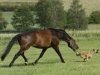 Corre perrito que te coje el caballo