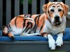 Cachorro con armadura.