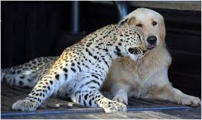 Leopardo y perro