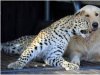 Leopardo y perro