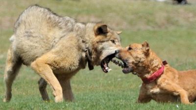 Lobos castigan a cachorros