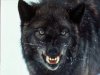 Lobos destrozan a los cazadores