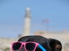 Los cachorrros holguineros en La Habana
