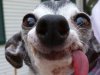 Los perros se quedaron sin dientes.