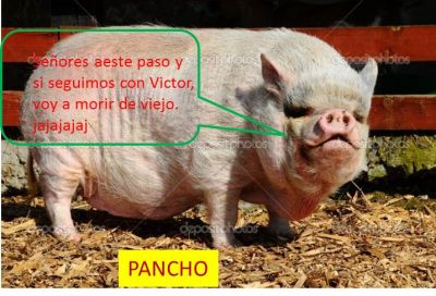 Pancho, el puerco que morir de viejo