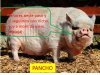 Pancho, el puerco que morir de viejo