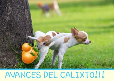 Avances del Calixto!!!