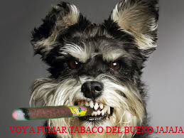 Voy a fumar tabaco del bueno.