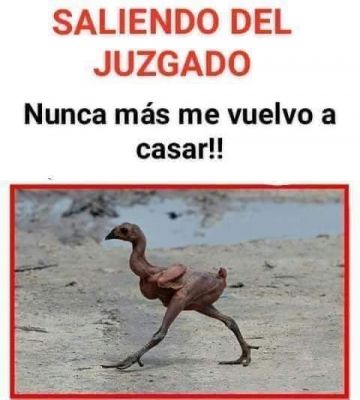 Gallos sin plumas