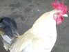 Gallito de pelea