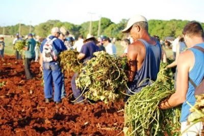 Artemisa sembrando boniato el proximo ao