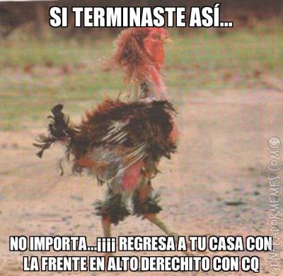 Mi gallo despues de una pelea