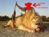 Pobrecito el leon