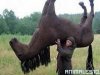 La muerte del caballo