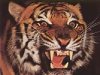 Tigre Asesino