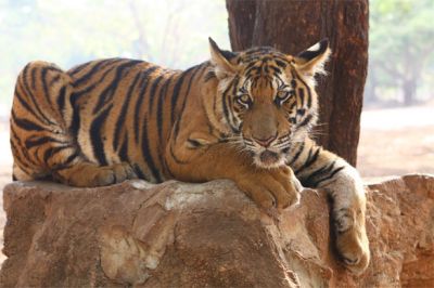 Tigre domado por un enjambre de avispas