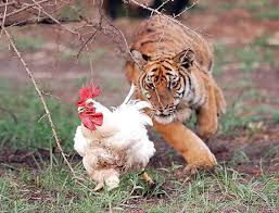 El Tigre detrs del gallo