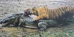 Tigre comiendo cocodrilo