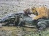 Tigre comiendo cocodrilo