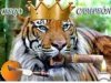 Tigre fumando Tabaco