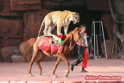 El Tigre sobre el caballo domado