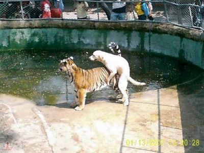 Tigre y perro.