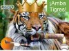 Arriba Tigres!