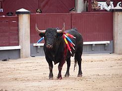 Toros de Camaguey.