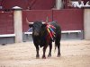 Toros de Camaguey.