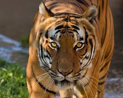 Tigre avileo