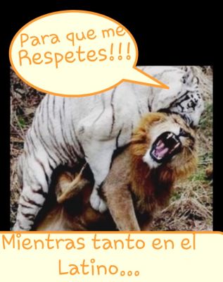 Leopardos atacan!!!